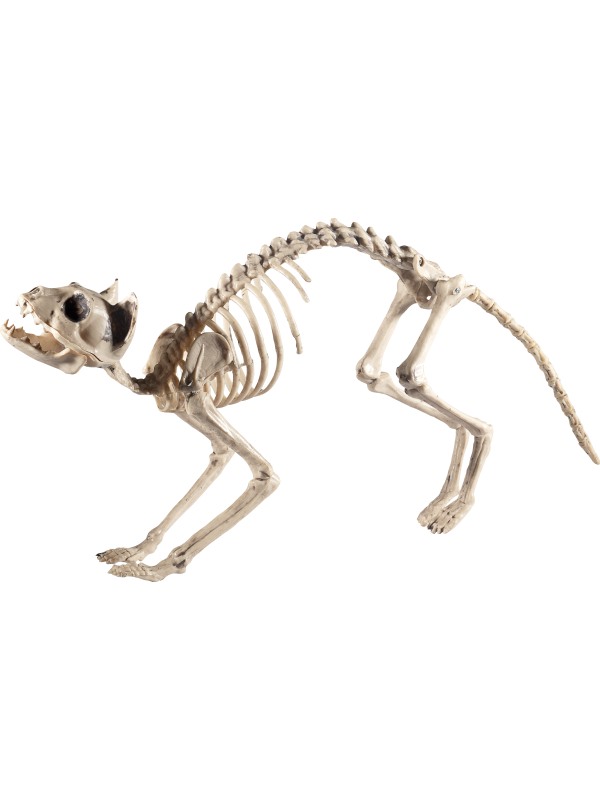 Cat Skeleton Prop -  Natural - 46913